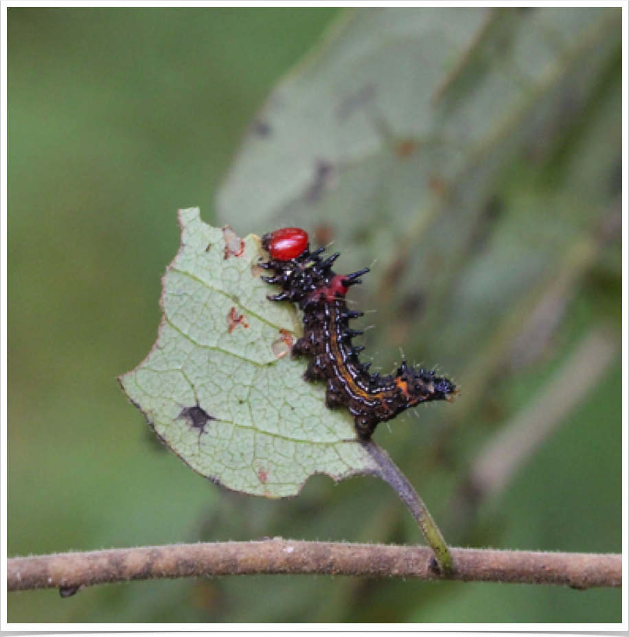 Red-humped Caterpillar
Schizura concinna
Perry County, Alabama